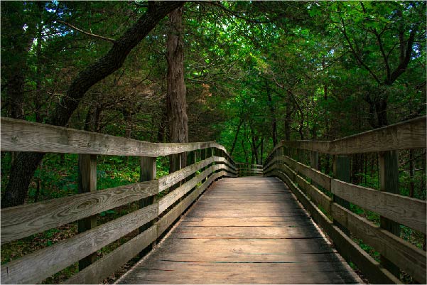 Wooden walk way through the forest