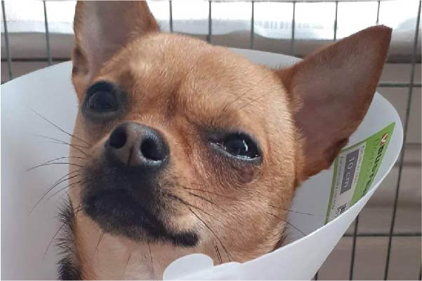 Puppy who has had leg saving surgery