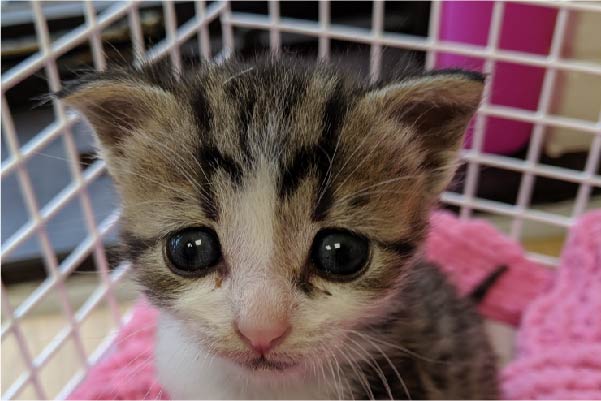 RSPCA rescued kitten