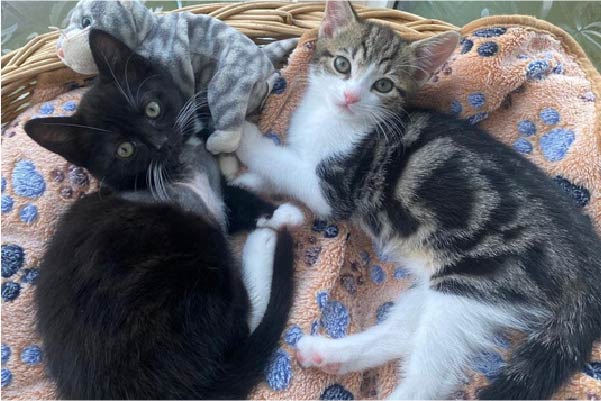 Two kittenes lying on a blanket together