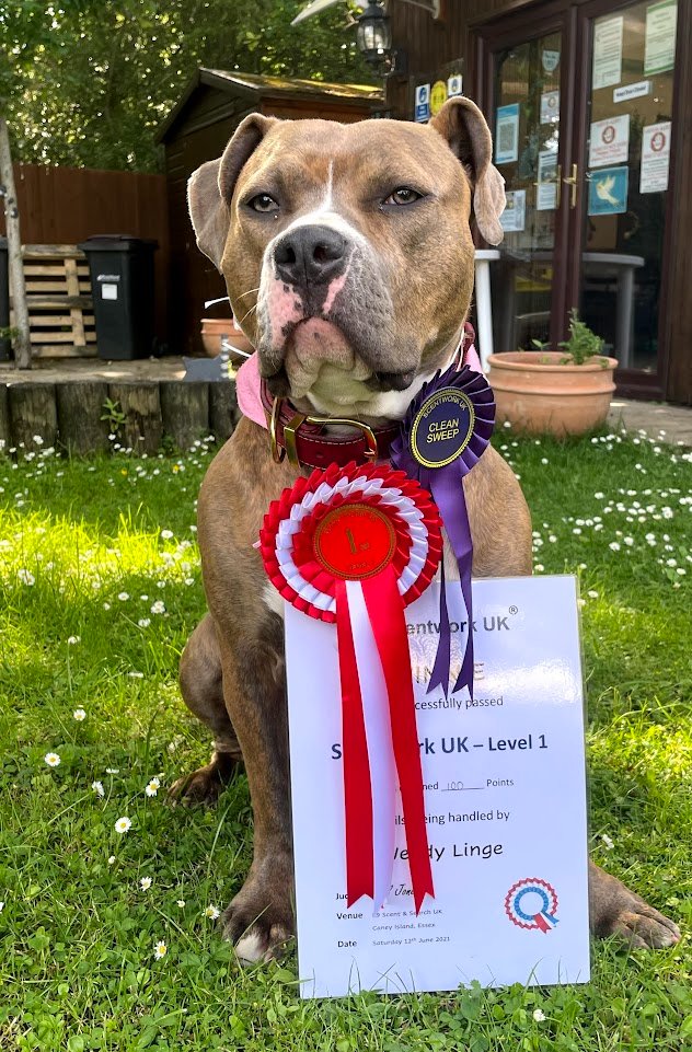 Winnie at K9 Scent and Search