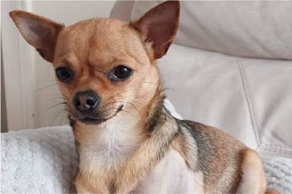 Chihuahua puppy in need of a loving home