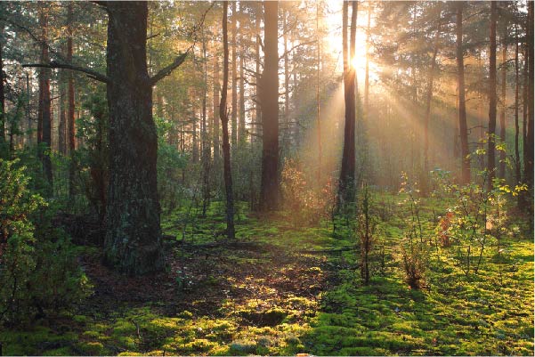 Woods with sunlight shining through