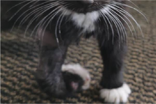 Injured black and white kitten with broken leg