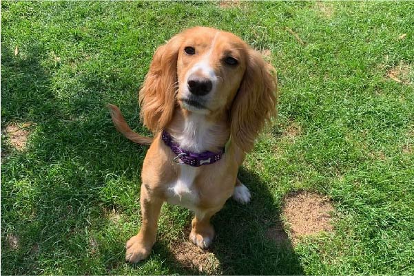 Golden Cocker Spaniel sat on grass wearing a purple collar