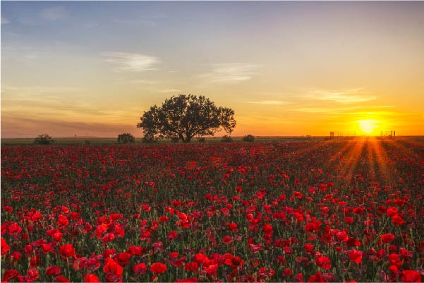 Field of poppies at sunset - representing Remembrance Sunday
