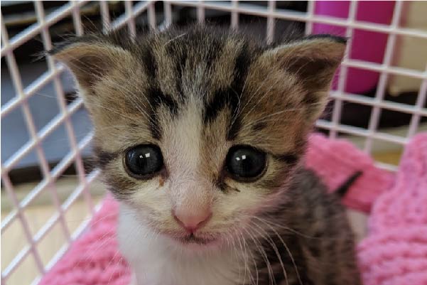 Kitten in a pink blanket with big sad eyes