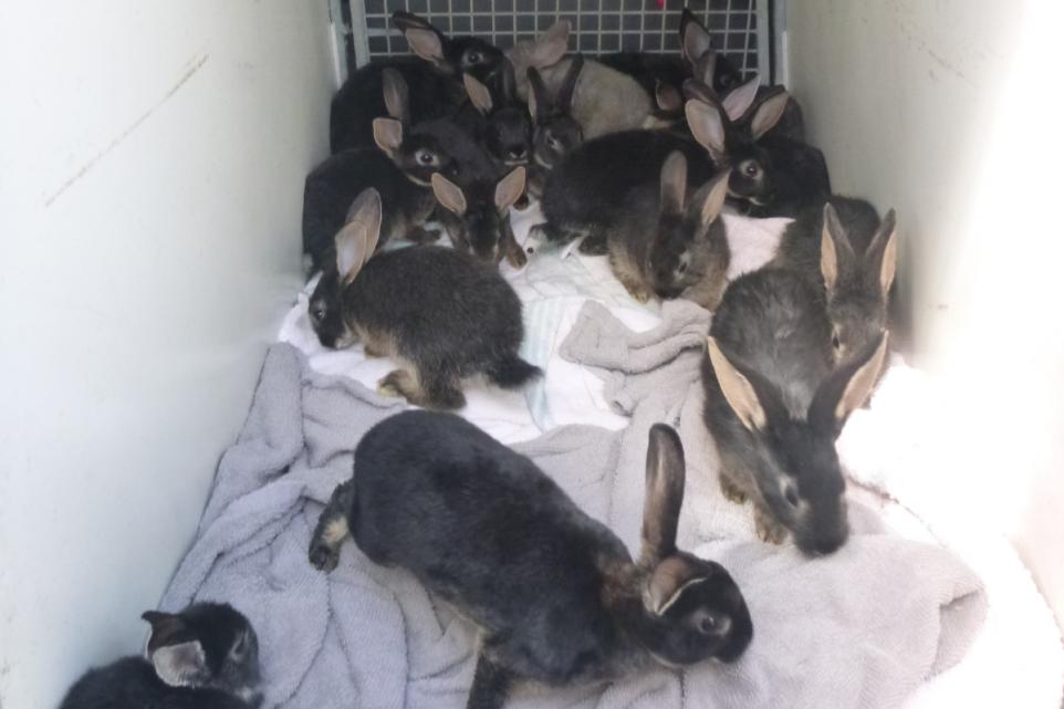 Abandoned rabbits