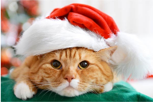 Ginger tabby cat wearing a Christmas hat