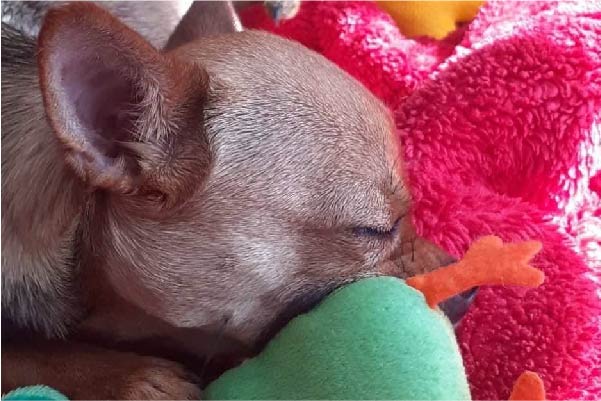Chihuahua at risk of euthanisa