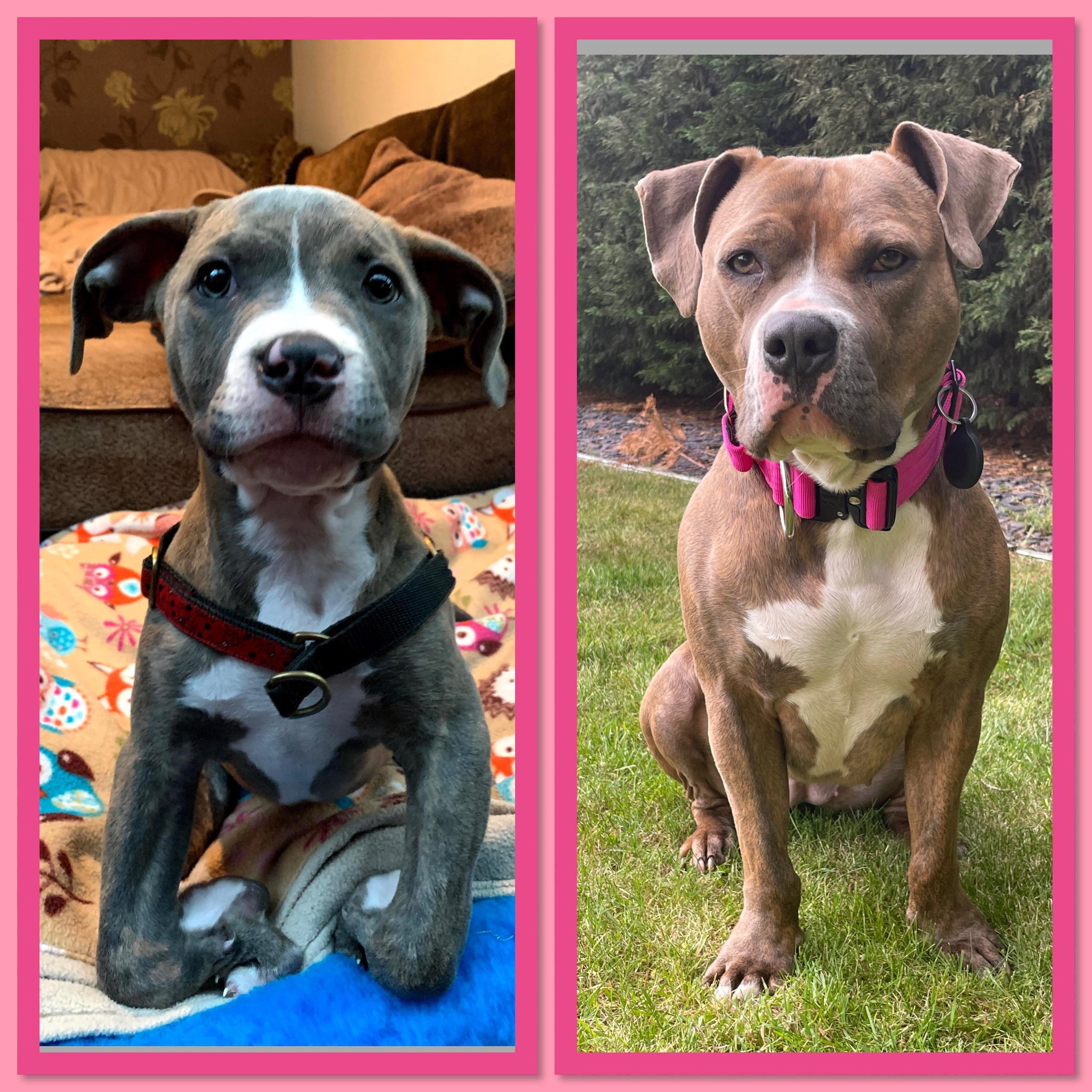Winnie dog in rehabilitation