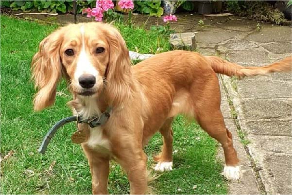 Happy Cocker Spaniel wagging tail