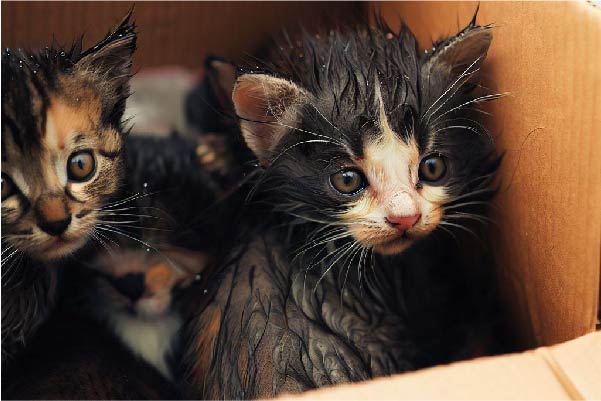 Two kittens abandoned in a box