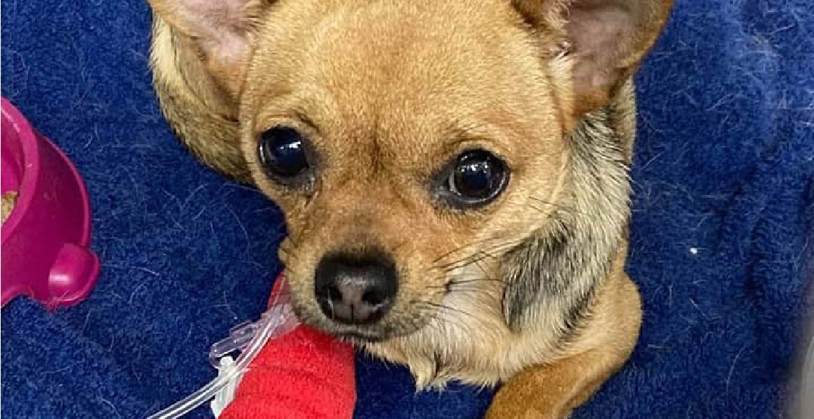 International Dog Day Blog Images 03