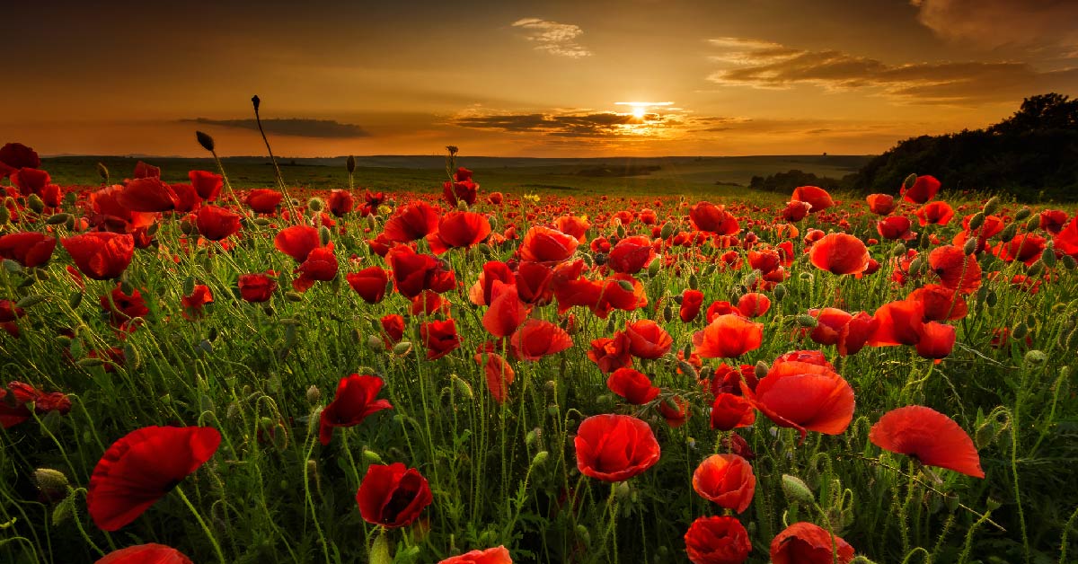Remembrance Sunday 01